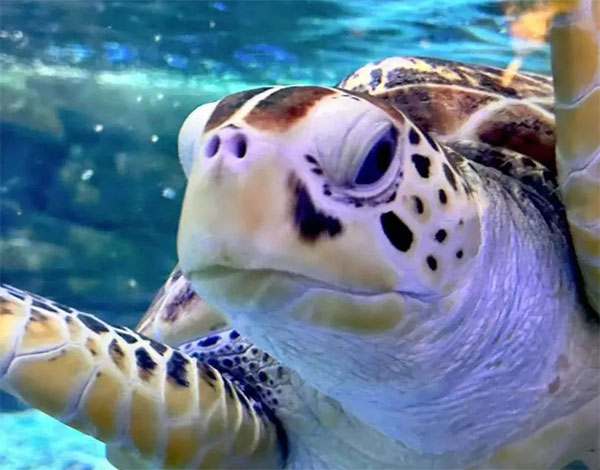 五一快樂！快來合肥海洋世界開啟親子奇幻海洋之旅！